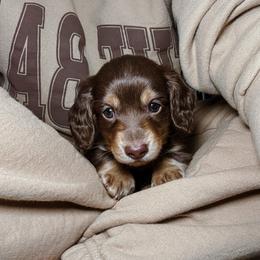 Dachshund Puppies from Dollhouse Doxies