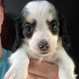 Spice - Piebald female Dachshund puppy in Bigfork, Minnesota from Dachshunds Up North
