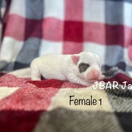 Female 1 - Tri-color female Jack Russell Terrier puppy in Bedias, Texas from JBar Jacks