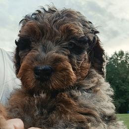 Woody - Tri-color male Bernedoodle puppy in Olin, North Carolina from Rocky Creek Raised