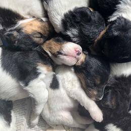 Wire Fox Terrier Puppies from Lyndon Meadow Farm