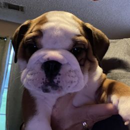 Bulldog Puppies from Southeastern Squishabulls