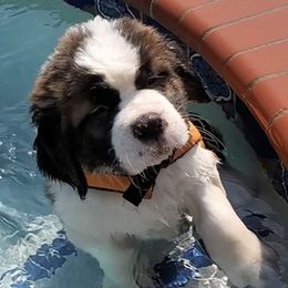 Saint Bernards from Spring Mountain Kennel