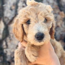 Honey - Cream female Goldendoodle puppy in Auburn, California from Golden Acre Doodles