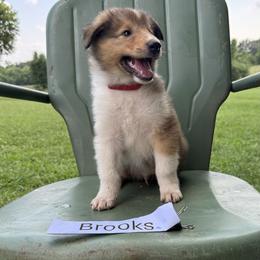 Brooks - Sable and white male Collie puppy in Sedalia, Missouri from Brown Acres Collies