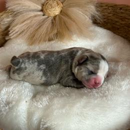 Phlox - Blue male Companion Cross puppy in Peru, Indiana from Angie's Little Bostons And Frenchies