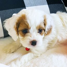 Brody - Cavapoo puppy from Precious Puppies
