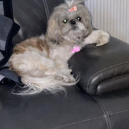 Shih Tzu Puppies from Leahrae's Shih Tzus