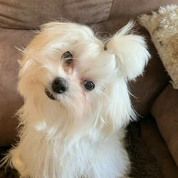 Ayala - Maltese