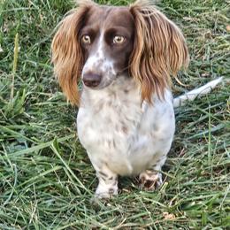 Dachshund puppies from Long Mountain Long Dogs