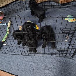 Cocker Spaniel puppies from True North Cockers