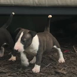 French Bulldog and Miniature Bull Terrier Puppies from Dogs of Dyhar