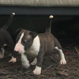 French Bulldog and Miniature Bull Terrier Puppies from Dogs of Dyhar
