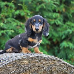 Harlo is 3500 dollars - Black and tan male Dachshund puppy in Crystal, Michigan from Mare-bella Dachshunds