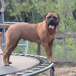 Malanie - Bullmastiff
