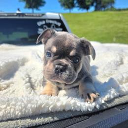 Tanner - Blue male French Bulldog puppy in Lancaster, Ohio from FarmHouse Frenchies
