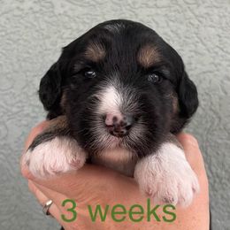 Green - Black and white male Sheepadoodle puppy in Archer, Florida from Gainesville Sheepadoodles