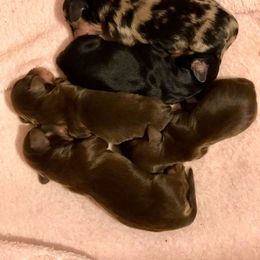 Dachshund Puppies from Little Lords & Ladies Dachshunds