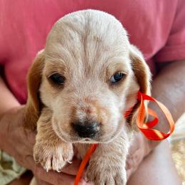 Basset Hounds from Luffman's Bassets