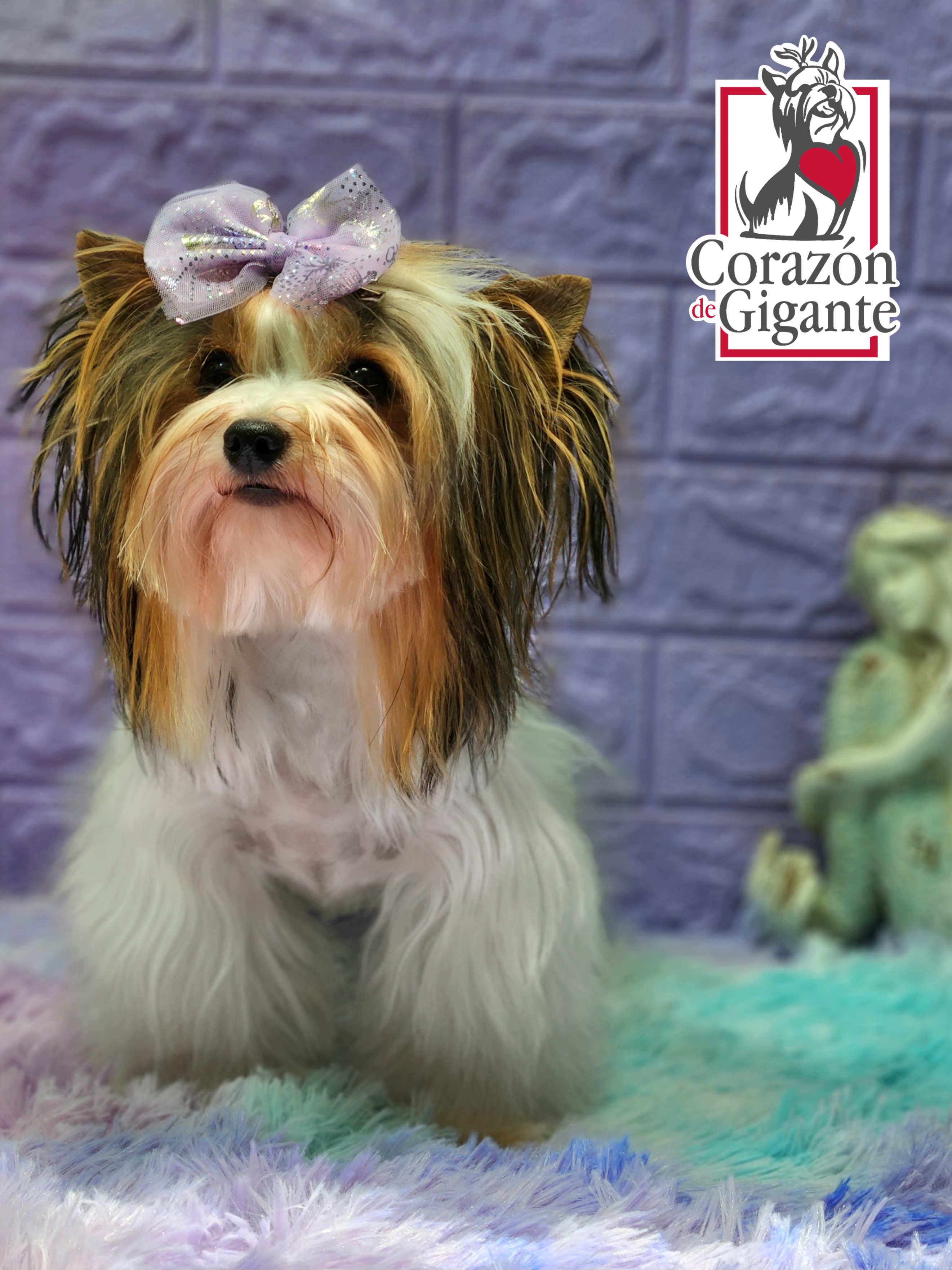 Eva - Biewer Terrier