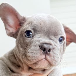 French Bulldogs from J & S French Bulldogs