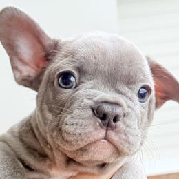 French Bulldogs from J & S French Bulldogs