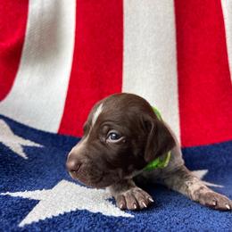 Rushmore - Liver roan male German Shorthaired Pointer puppy in Dugspur, Virginia from Pilgrims Trails Shorthairs
