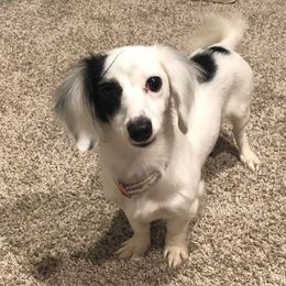 Kaiah - Dachshund