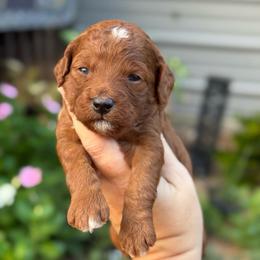 Dunkaroo - Red  female Goldendoodle puppy in Wharton, Texas from Little Fur Friends