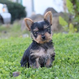 Prancer - Black and tan male Yorkshire Terrier puppy in Ceres, California from Mr.Yorkie