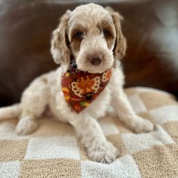 Mickey - Parti male Goldendoodle puppy in Taylorsville, North Carolina from Doggone Dixie Doodles