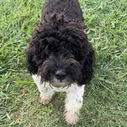 Ozzy - Poodle