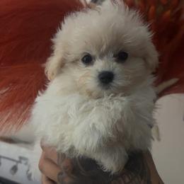 Aero - White female Maltipoo puppy in Long Island, New York from Minipaws kennel