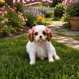 Lady - Akc - Blenheim female Cavalier King Charles Spaniel puppy in Shepherdsville, Kentucky from Cavalierkentuckypride