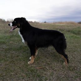 Lettie - Australian Shepherd