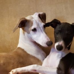 Italian Greyhound All Grown Up from Heartsdesire Italian Greyhounds