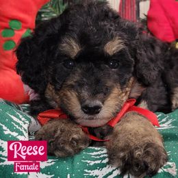 Reese - Tri-color female Bernedoodle puppy in Beecher, Illinois from Erica’s Doodles