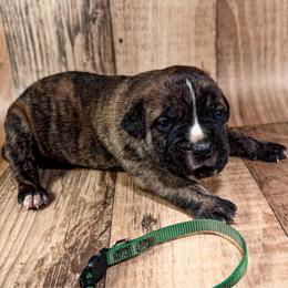 Green Collar - Black brindle male Cane Corso puppy in Catawba, North Carolina from Catawba Cane Corso