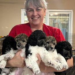 Poodle Puppies from Blue Moon Standard Poodles
