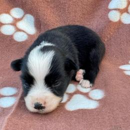 Buzz - Black & white male Miniature Australian Shepherd puppy in Stuart, Iowa from Arbor Hill Aussies