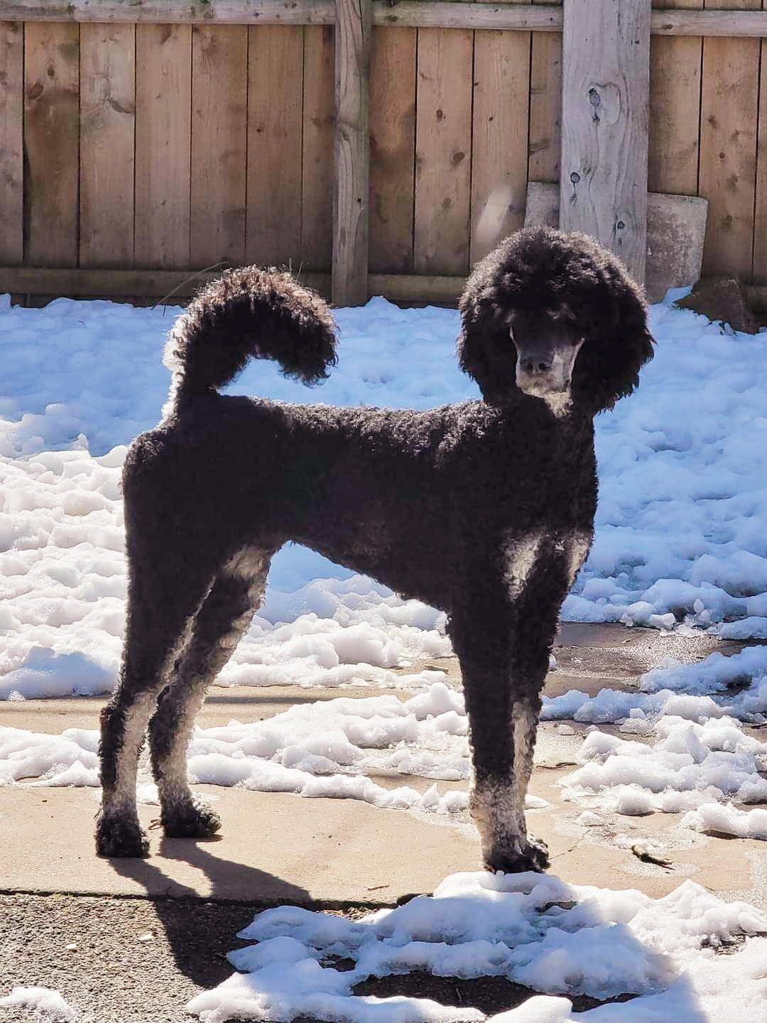 ALTHEA - Poodle