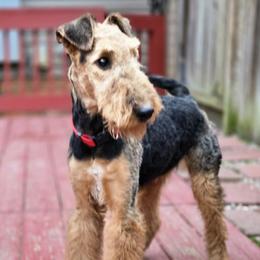 Leona - Black and tan female Airedale Terrier puppy in Willow Spring, North Carolina from Reydaleterrydale Airedales