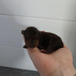 Mars - Red male Dachshund puppy in Flora, Indiana from Delightful Doxies