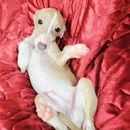 Alessandro  (Zander) - Fawn male Italian Greyhound puppy in Plains, Georgia from Amayz Italian Greyhounds