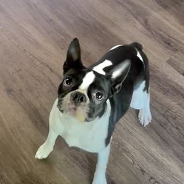 Gypsy - Boston Terrier