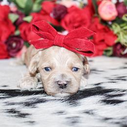 Millie - Buff female Cockapoo puppy in Rattan, Oklahoma from Double M Cocker Spaniels