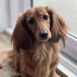 Hattie - Dachshund