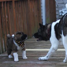 Akita Puppies from Gallant Akitas