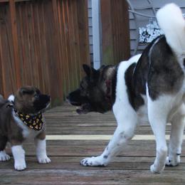 Akita Puppies from Gallant Akitas