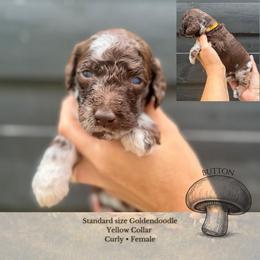 Button - Yellow Collar - Merle female Goldendoodle puppy in Garland, Texas from Twilight Doodles